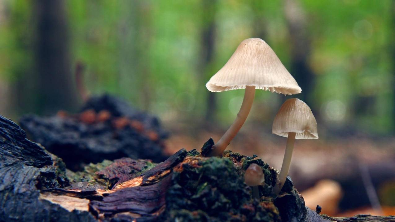qq空间在线刷访问量