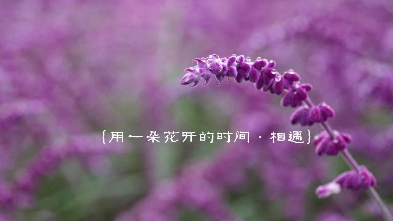 ks快手代网站刷业务
