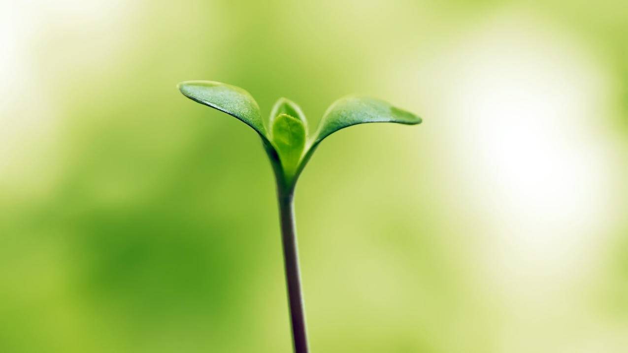 拼多多天天领现金技巧,QQ一元10万赞,抖音粉丝代刷平台,快手刷赞业务网站平台