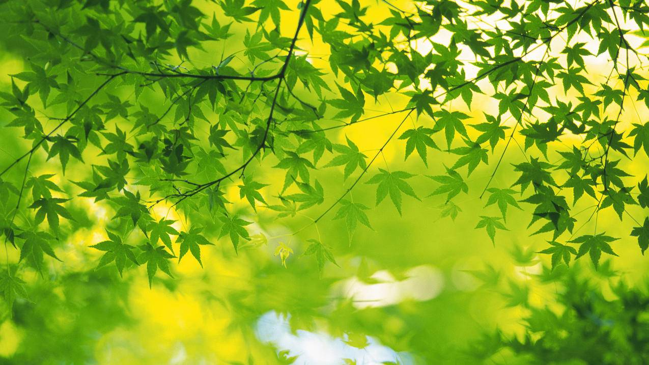 qq空间说说赞平台 