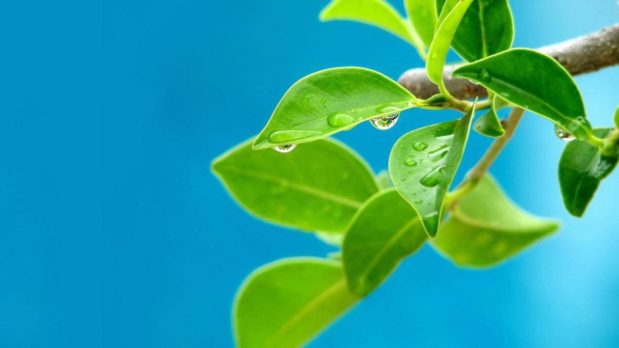 ks刷赞平台推广网站