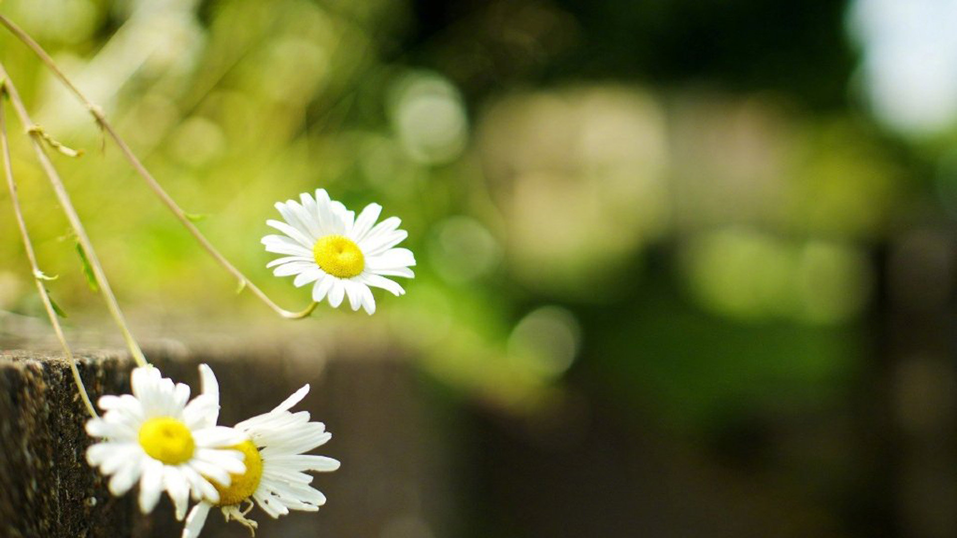 qq空间刷空间赞免费