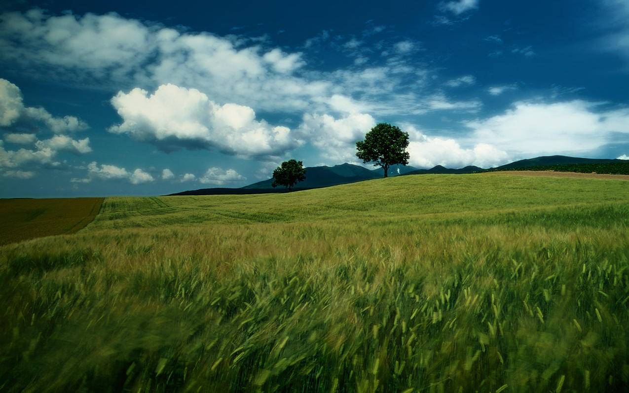 Home