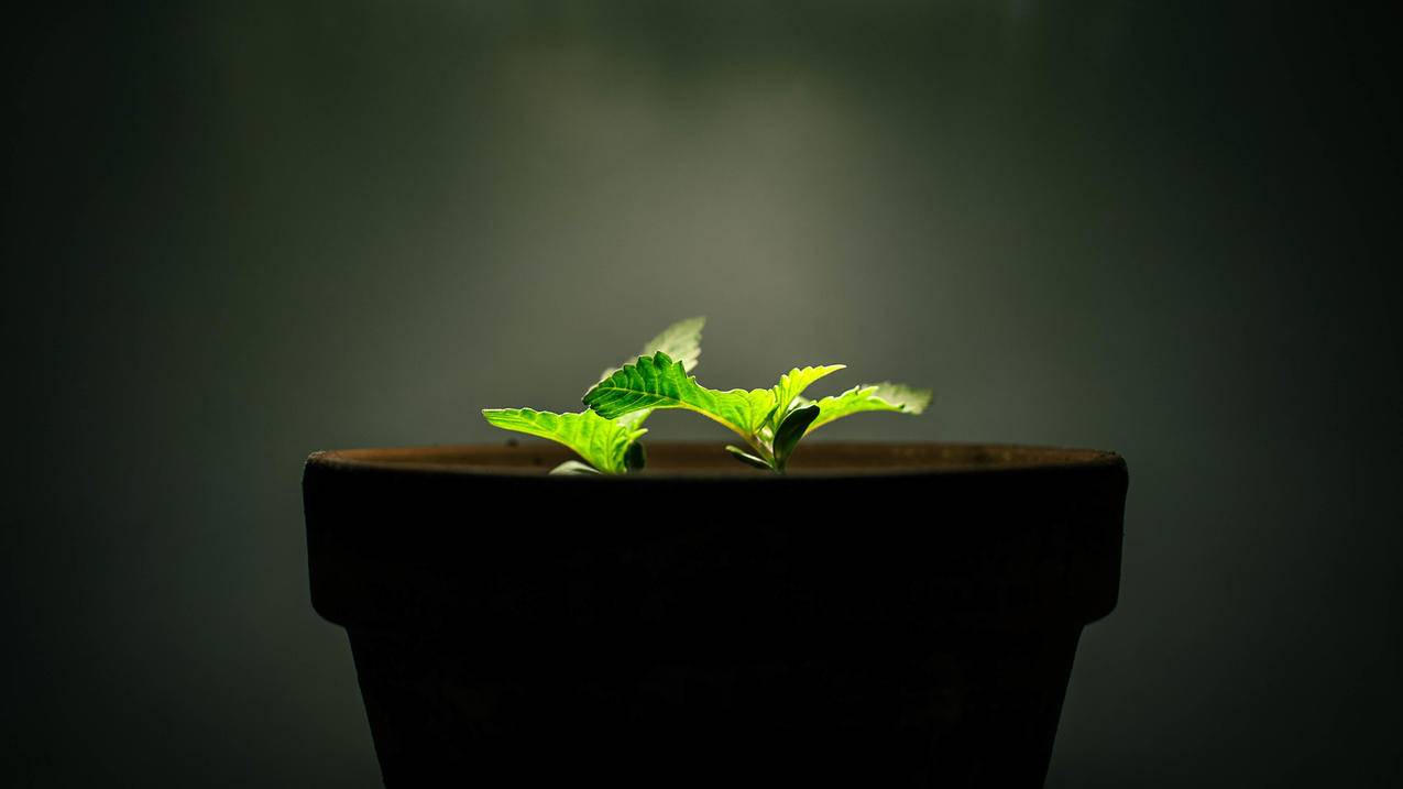 辉煌qq刷业务平台-qq秒赞说说刷赞软件,刷快手粉 - 辉煌qq刷业务平