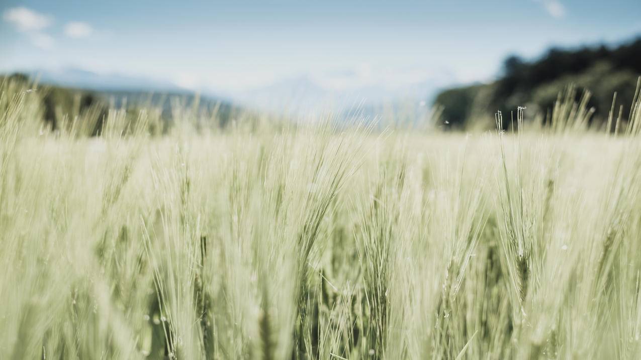 快手极速版金币代刷网