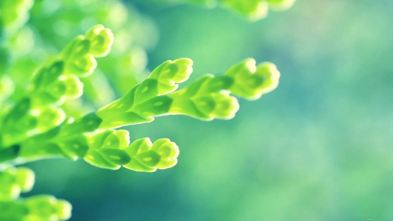 快手粉丝免费网站免费