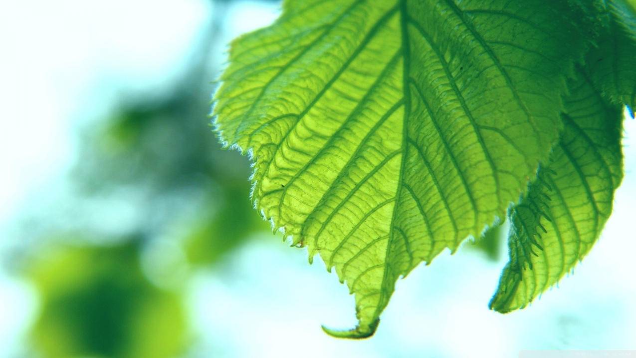 创信卡盟-免费无线刷QQ名片赞
