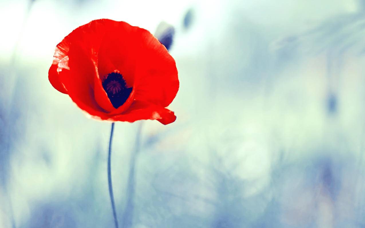 土豆云商城自助下单平