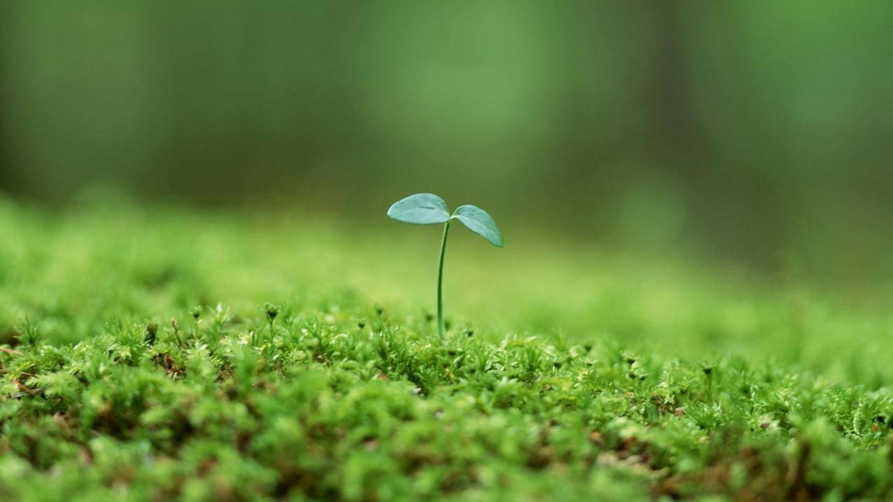 涨粉网站免费,山东刷微博红包