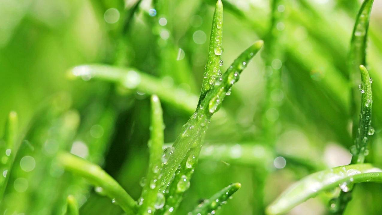 抖音刷站网站抖音在线刷-雷神代刷推广网站,如菲卡盟网,快手刷赞软件推广qq免费