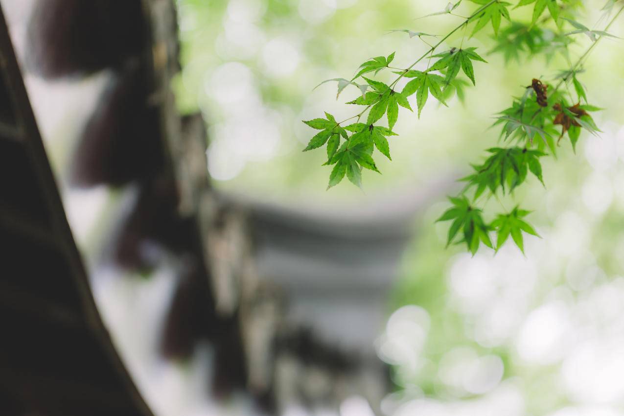 抖音刷浏览平台在线刷